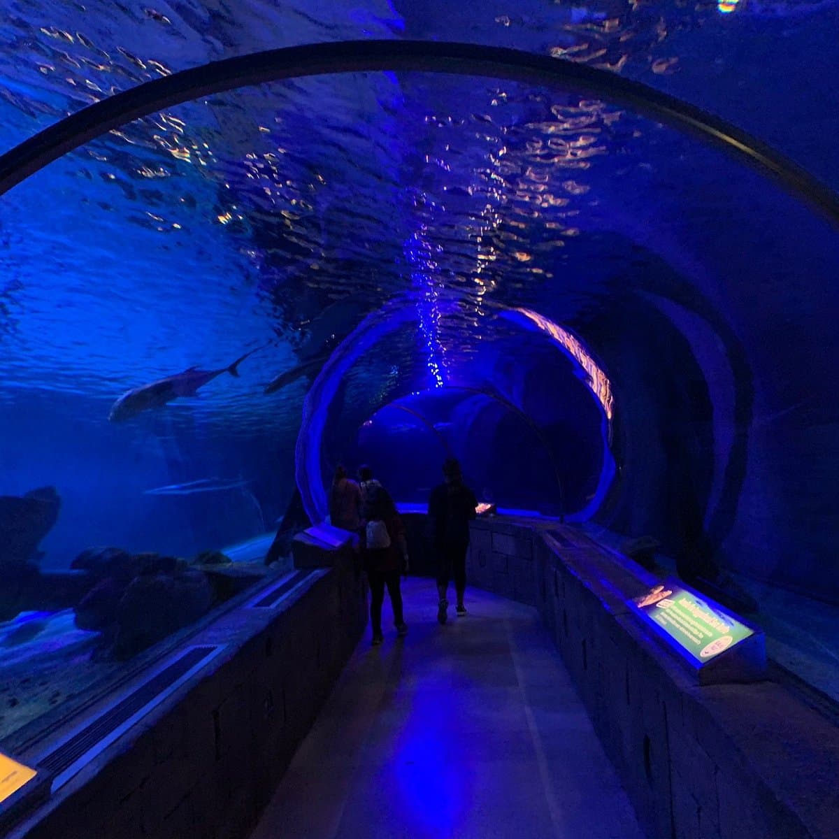 SEA LIFE at Mall of America, photo 1 of 6