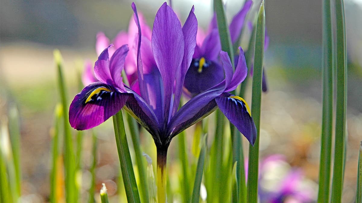 Nature Play Garden