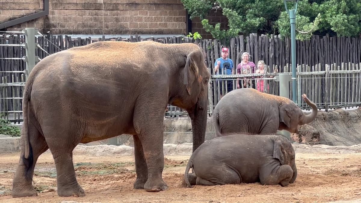 Houston Zoo