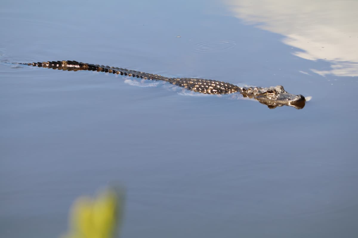 Canaveral Wildlife Tours