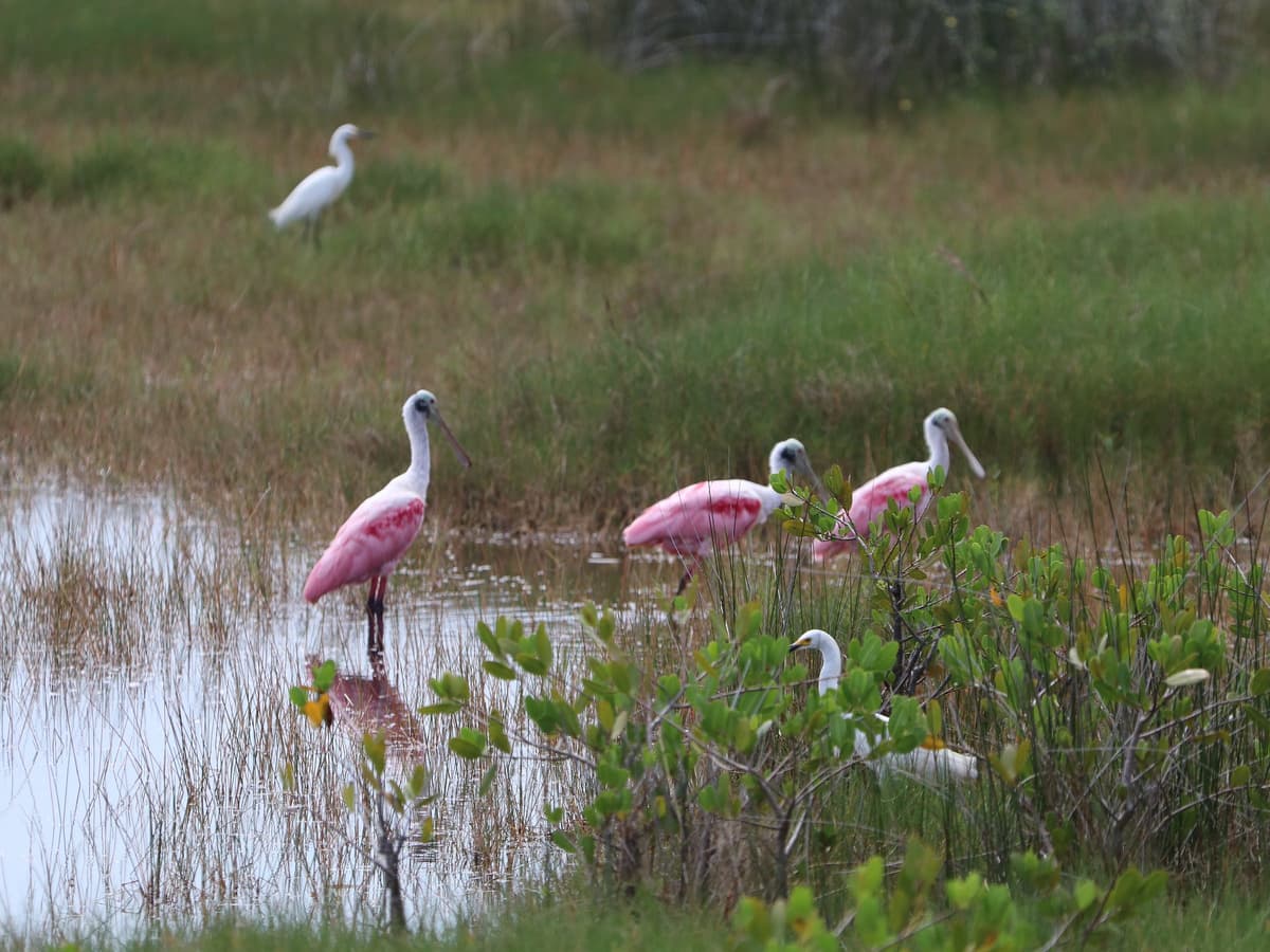 Canaveral Wildlife Tours