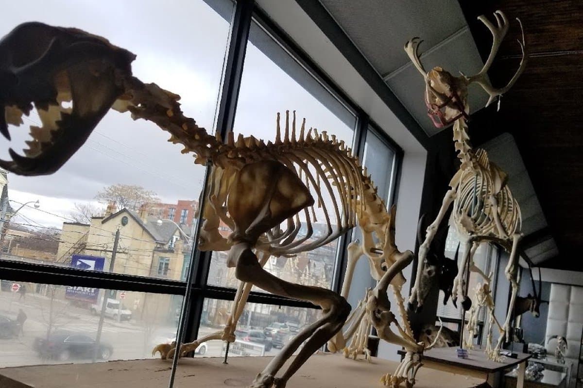 Prehistoria Museum & SkullStore Oddity Shop