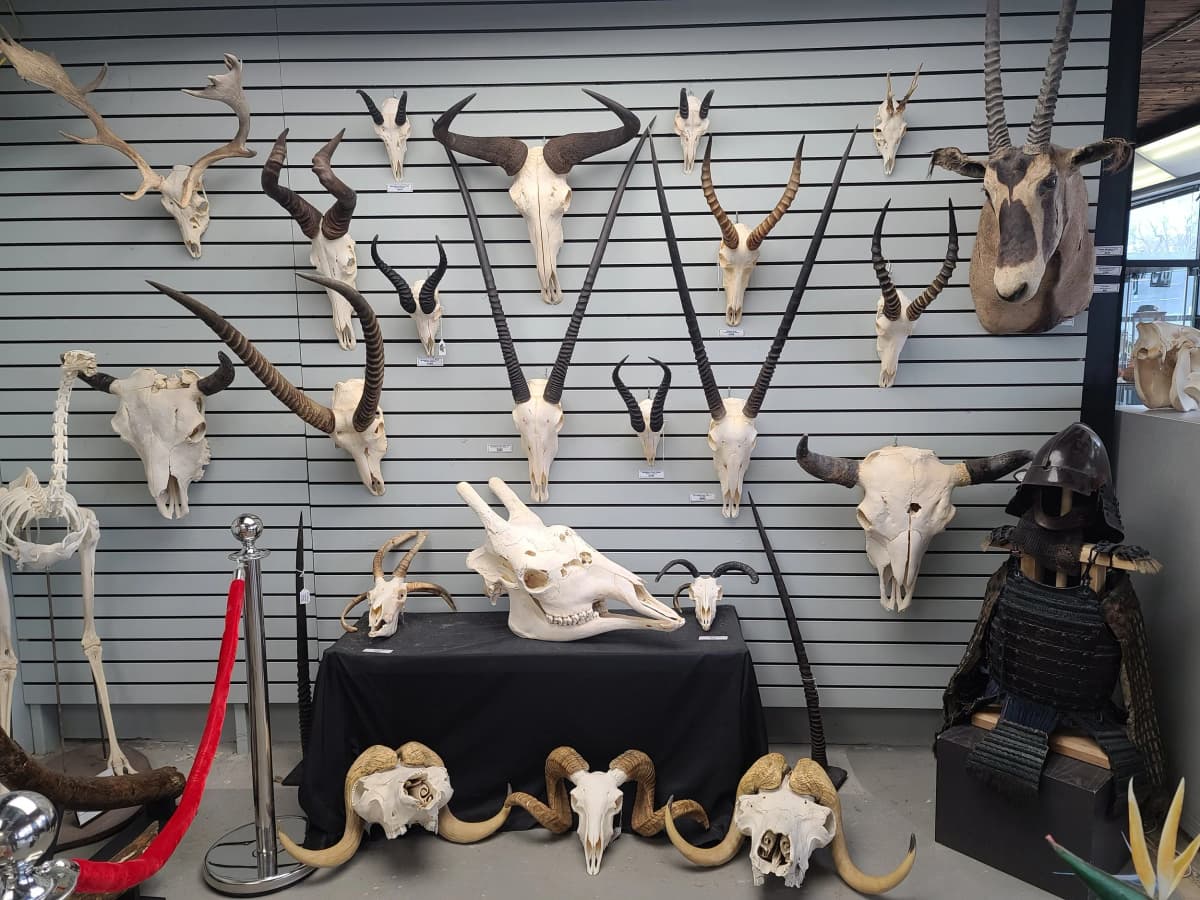 Prehistoria Museum & SkullStore Oddity Shop