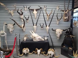 Prehistoria Museum & SkullStore Oddity Shop