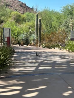 Desert Botanical Garden