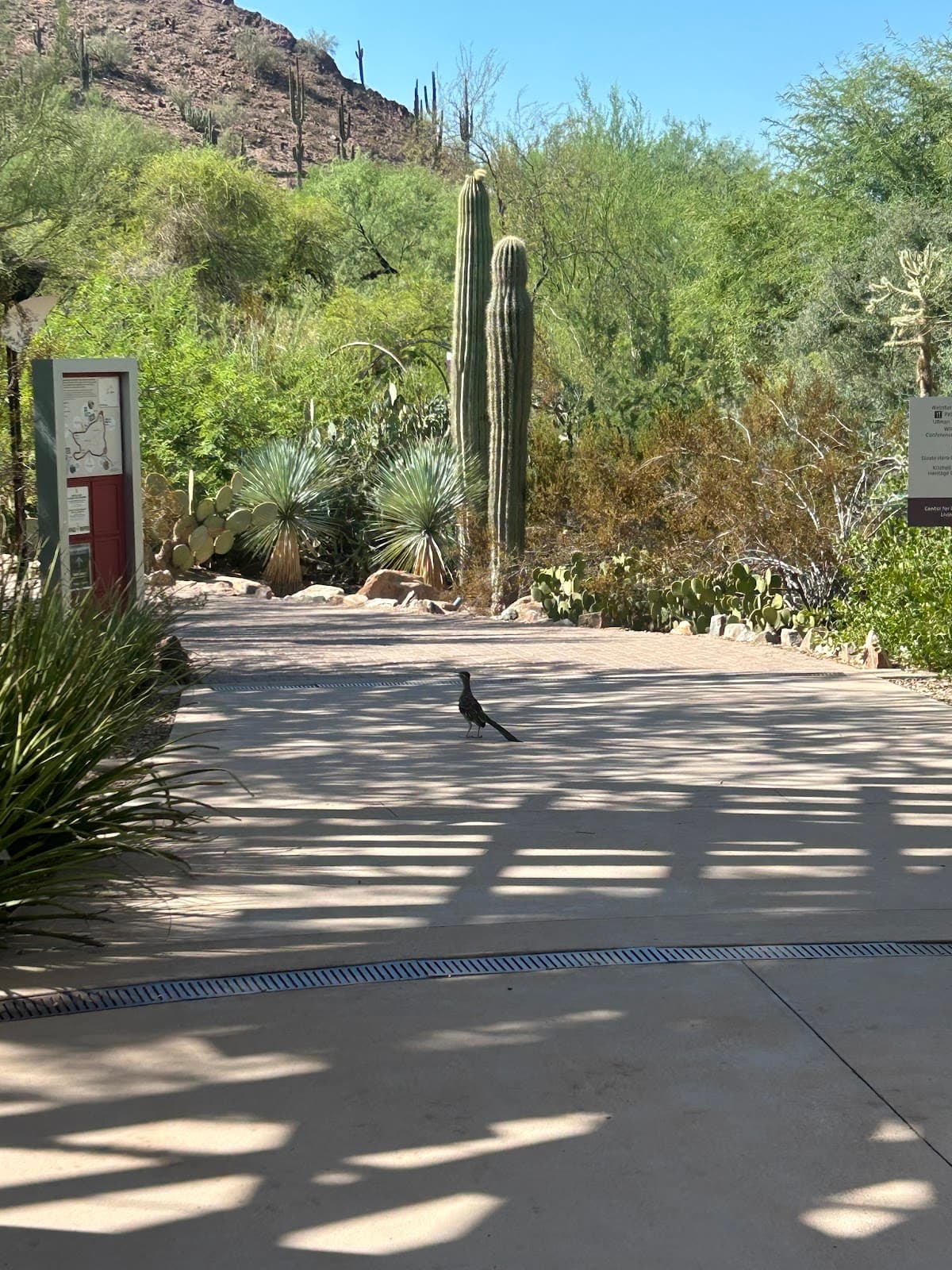 Desert Botanical Garden, photo 1 of 1