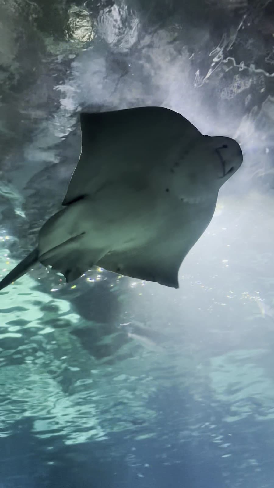 L’Aquàrium de Barcelona