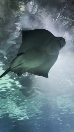 L’Aquàrium de Barcelona