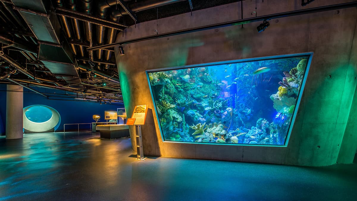The Dive Aquarium at the Frost Museum
