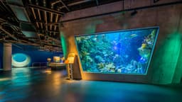 The Dive Aquarium at the Frost Museum