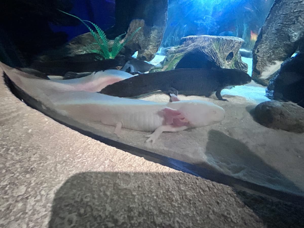 SEA LIFE Orlando Aquarium