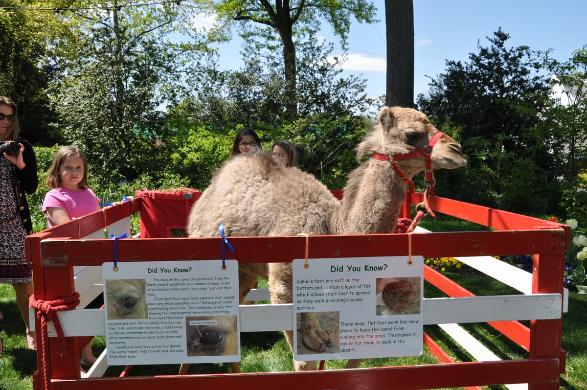 Animals R Us Petting Zoo