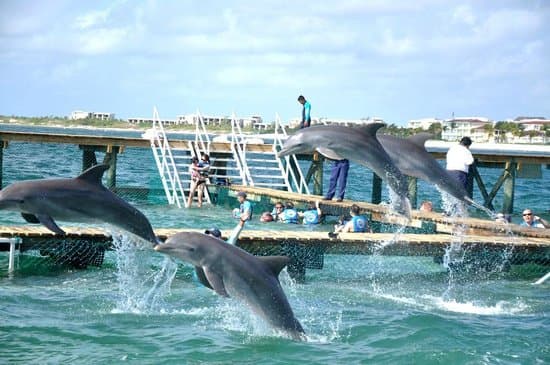 Dolphin Discovery Isla Mujeres