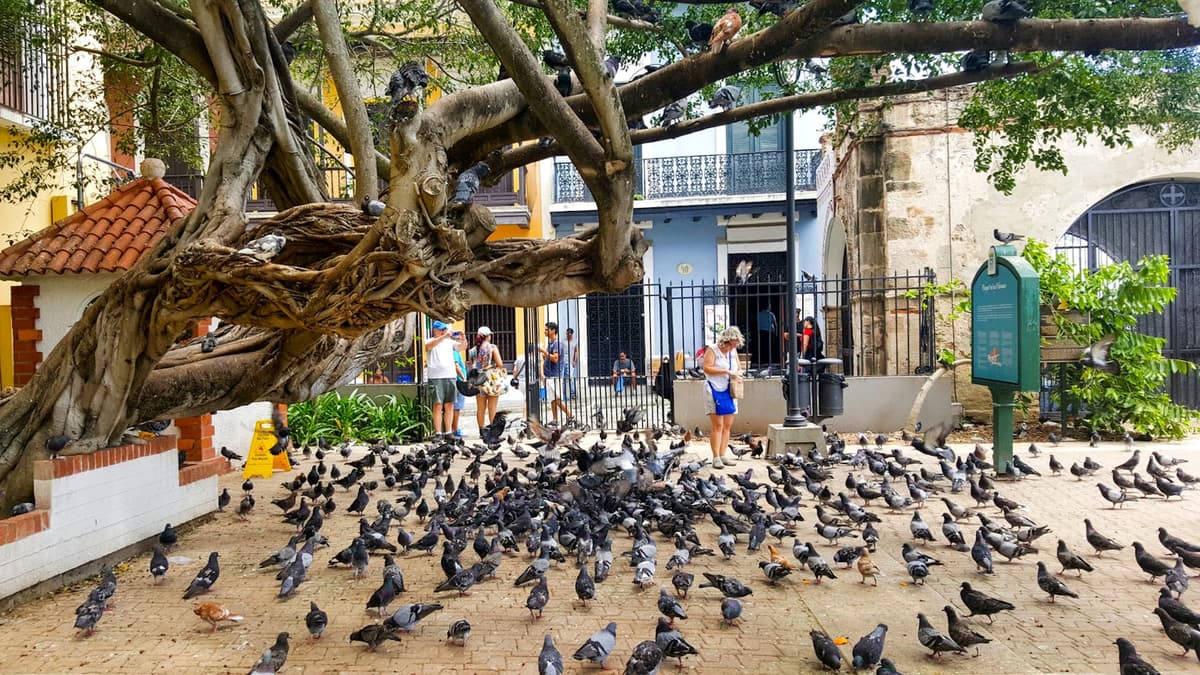 Parque de las Palomas