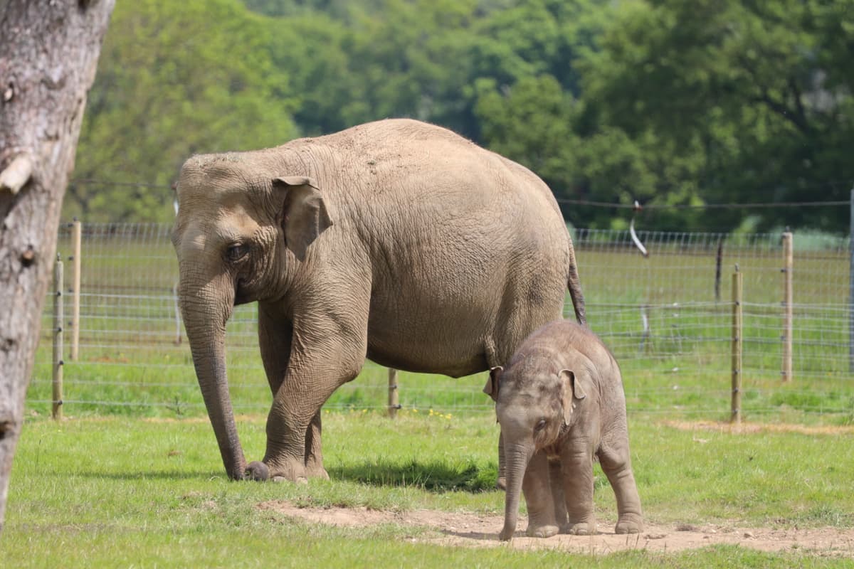 Whipsnade Zoo