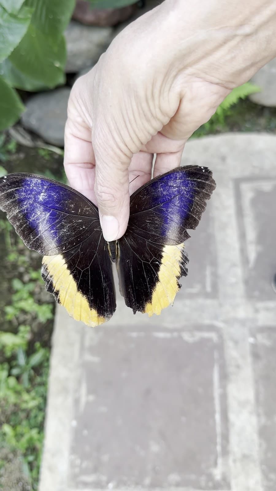 Mariposario Butterfly Kingdom Costa Rica