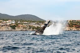 Whale Watching Tours