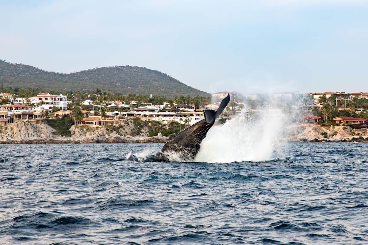 Whale Watching Tours