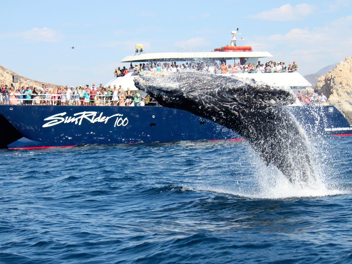 Whale Watching Tours