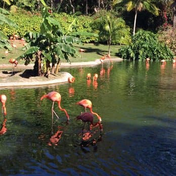 Jungle Island, photo 1 of 2