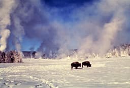 Yellowstone Fun