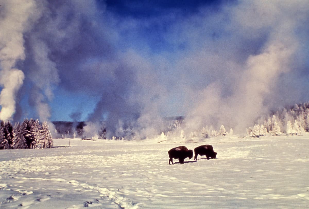 Yellowstone Fun