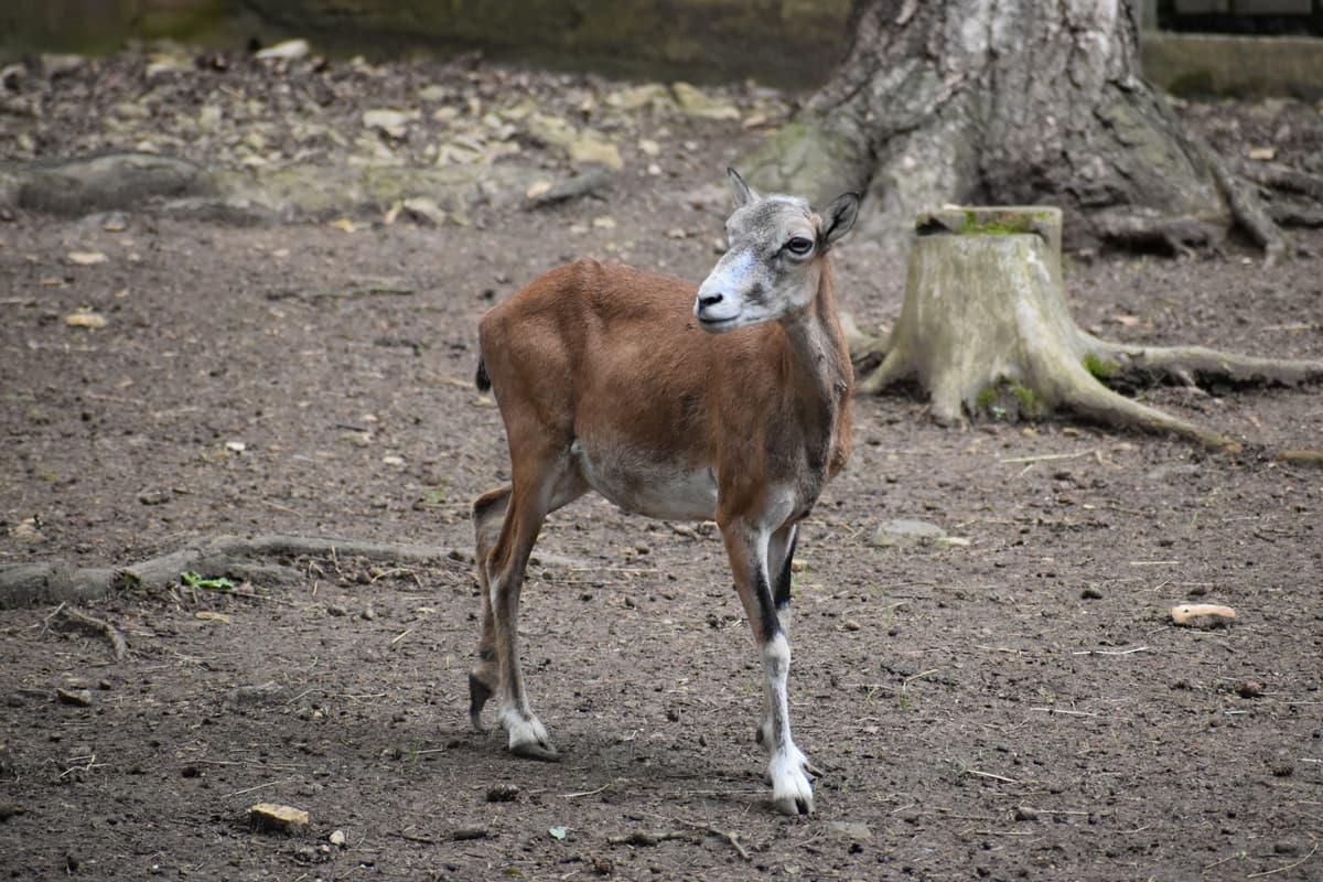Zookoutek Malá Chuchle