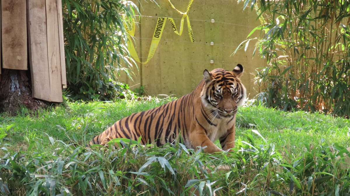 Great Cats Exhibit/Lion and Tiger Hill