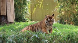 Great Cats Exhibit/Lion and Tiger Hill