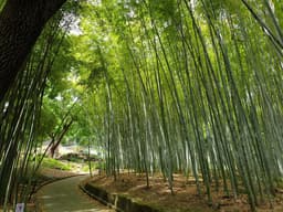 Botanical Garden of Rome