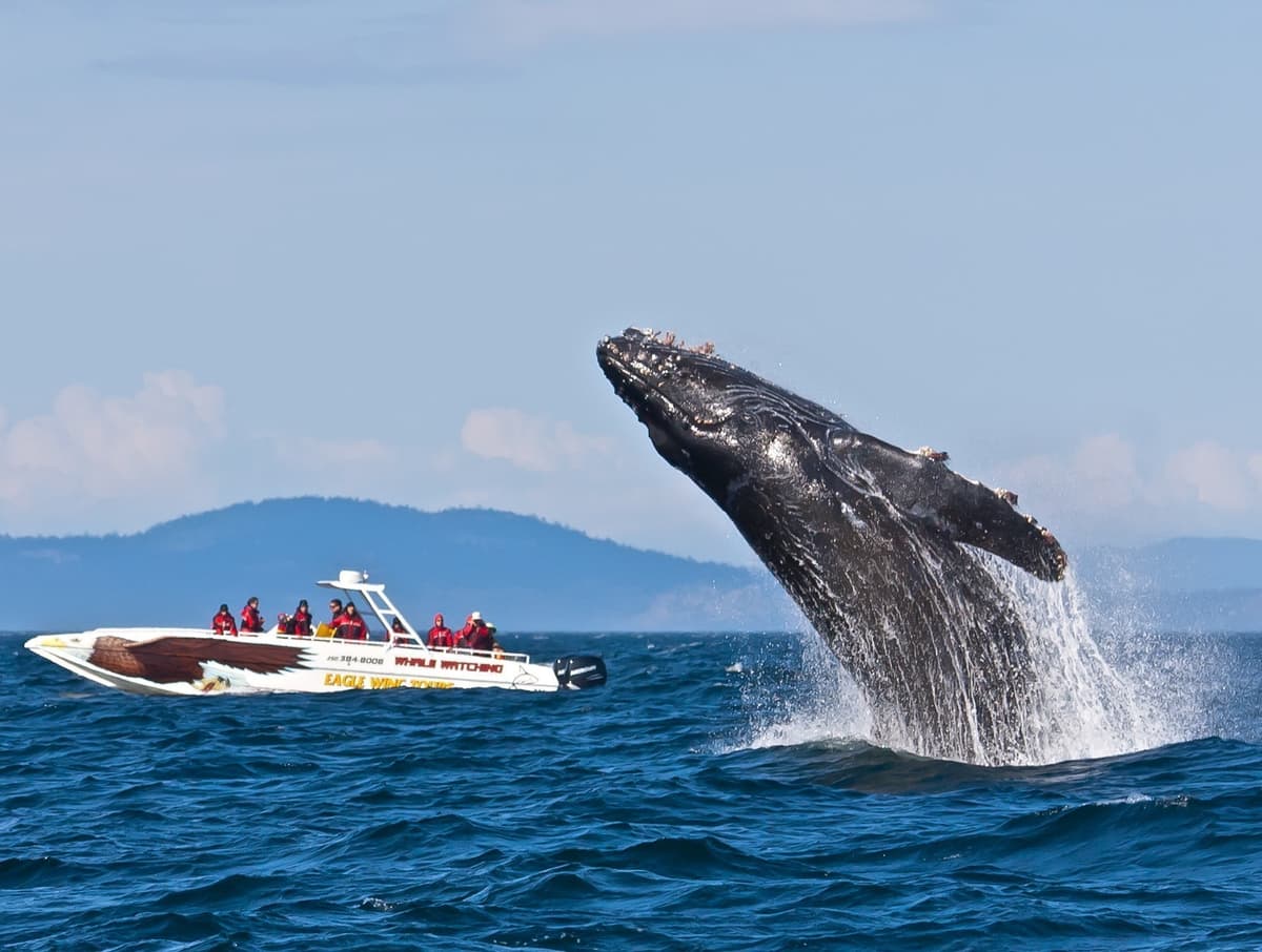 Vancouver Whale Watch