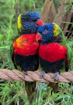 Lorikeet Glen