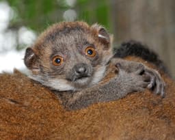 Duke Lemur Center