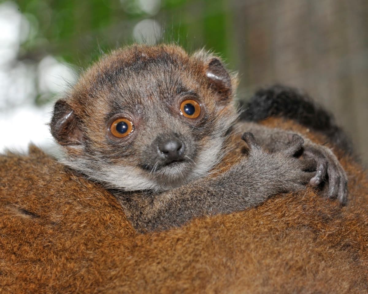 Duke Lemur Center