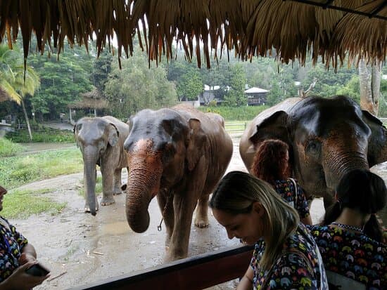 Elephant sanctuary from bangkok (office), photo 1 of 6