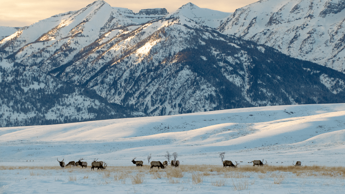 National Elk Refuge, photo 1 of 1