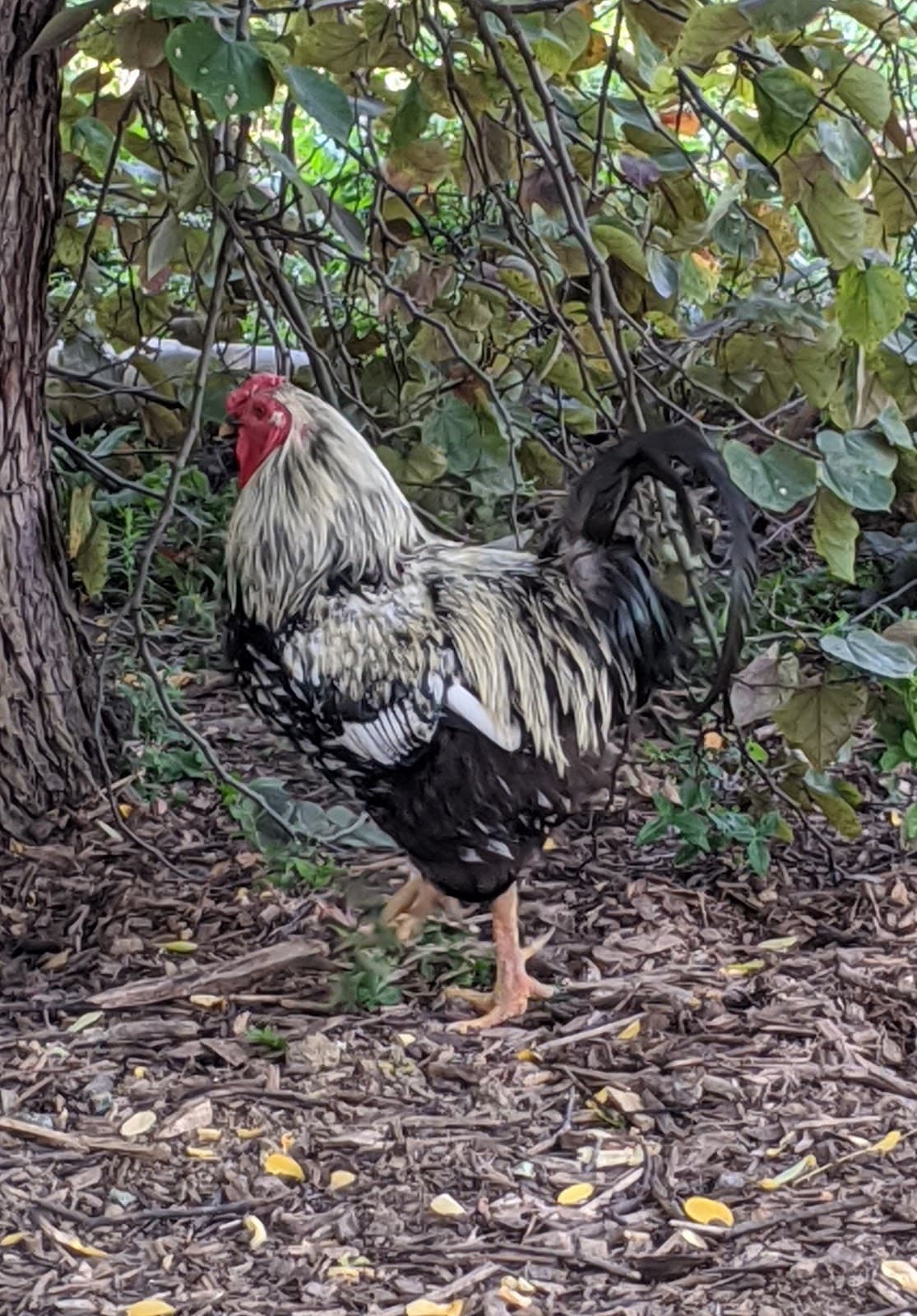 Tikkun Farm, photo 1 of 1