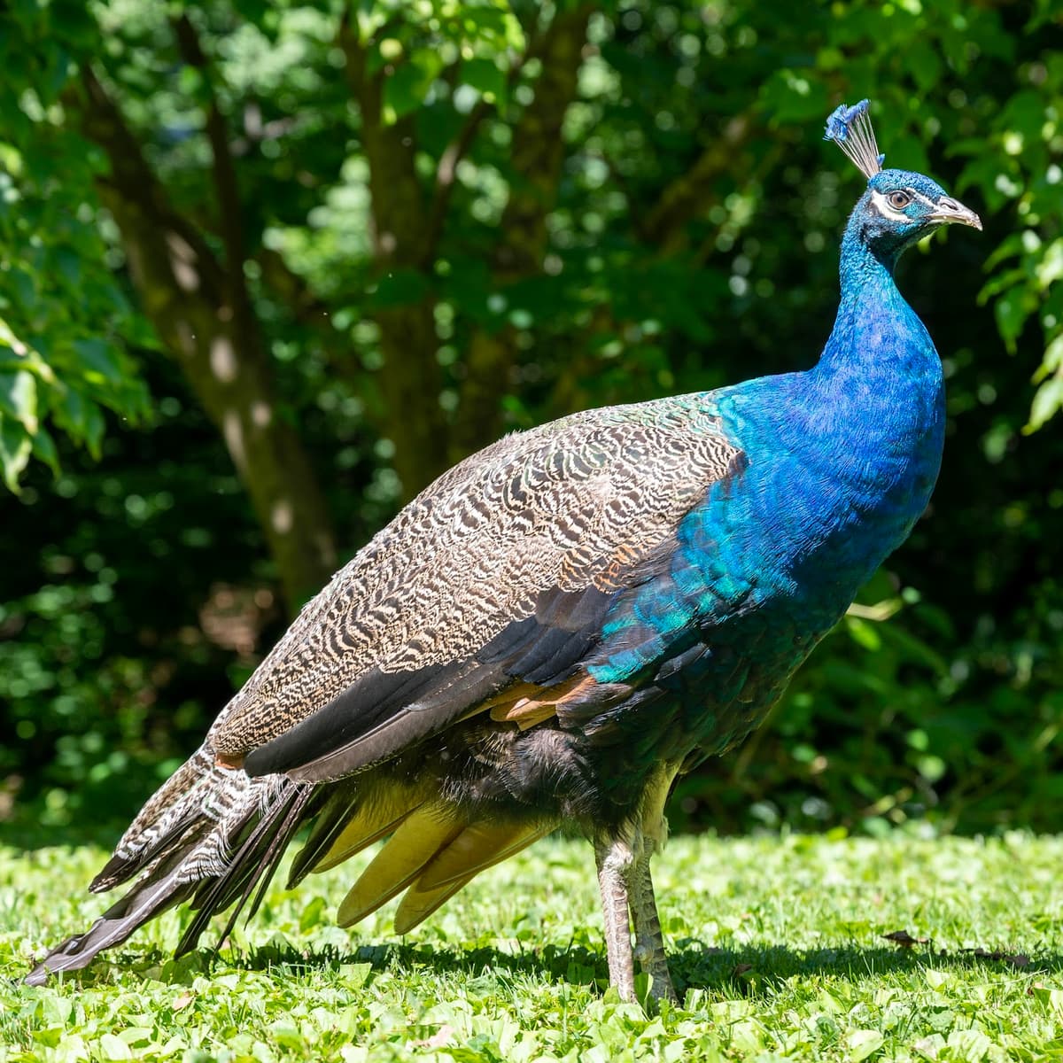 Staten Island Zoo