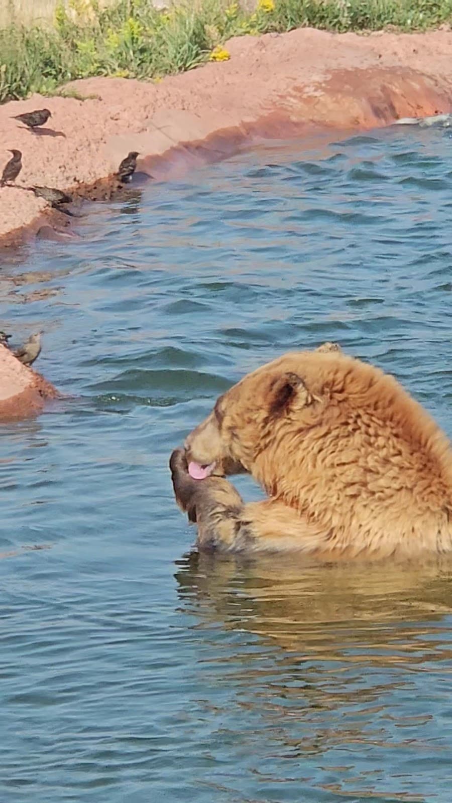 Grizzly & Wolf Discovery Center