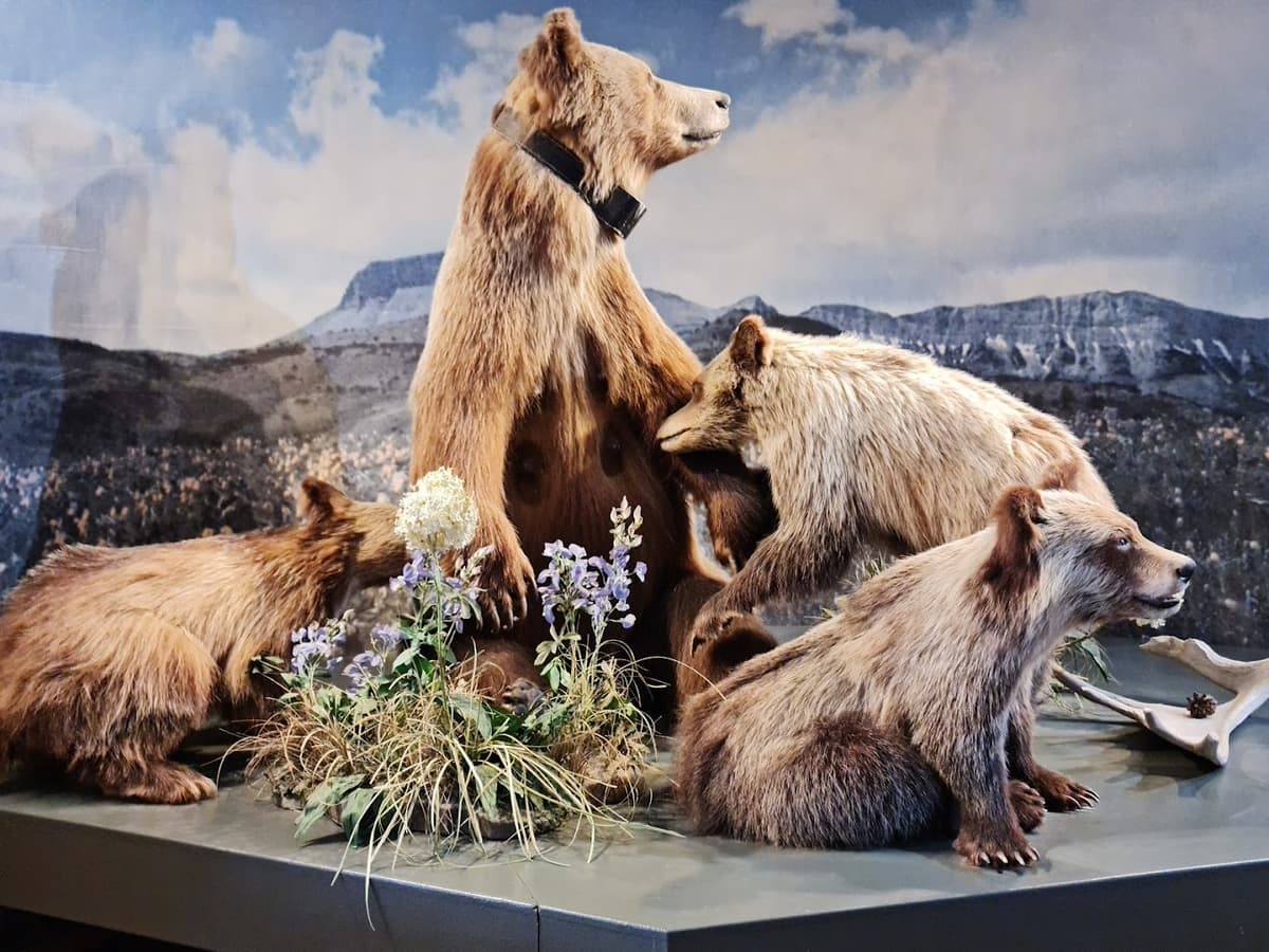 Grizzly & Wolf Discovery Center