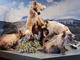 Grizzly & Wolf Discovery Center