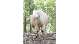 Briarwood Ranch Safari Park