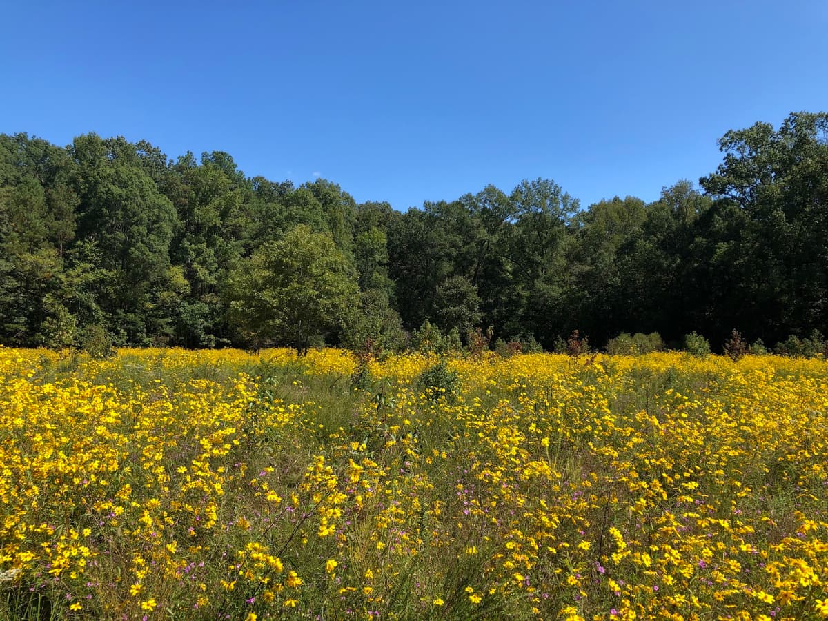Mason Farm Biological Reserve, photo 1 of 1