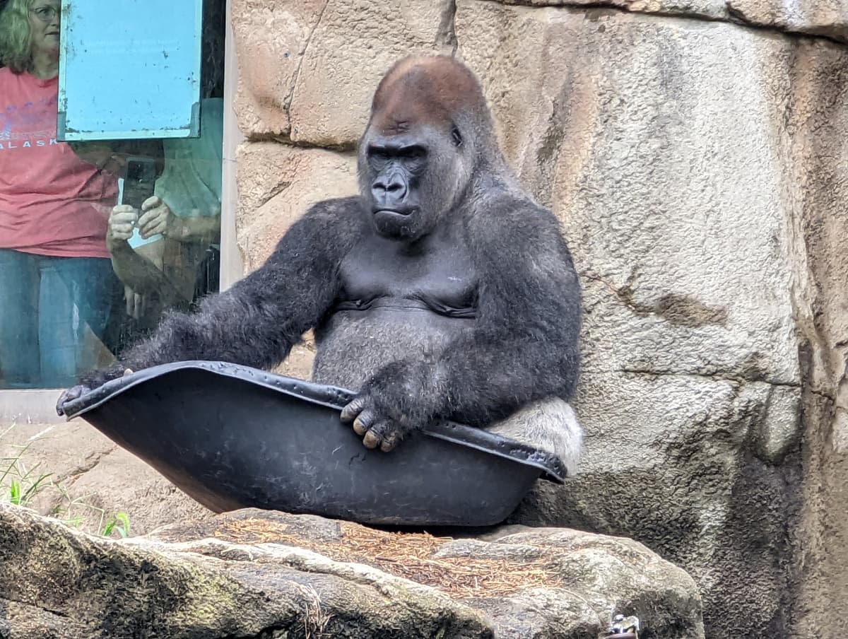 Jungle of the Apes