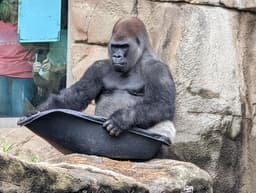 Jungle of the Apes