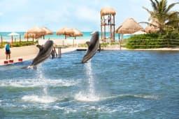 Delphinus Punta Cancun