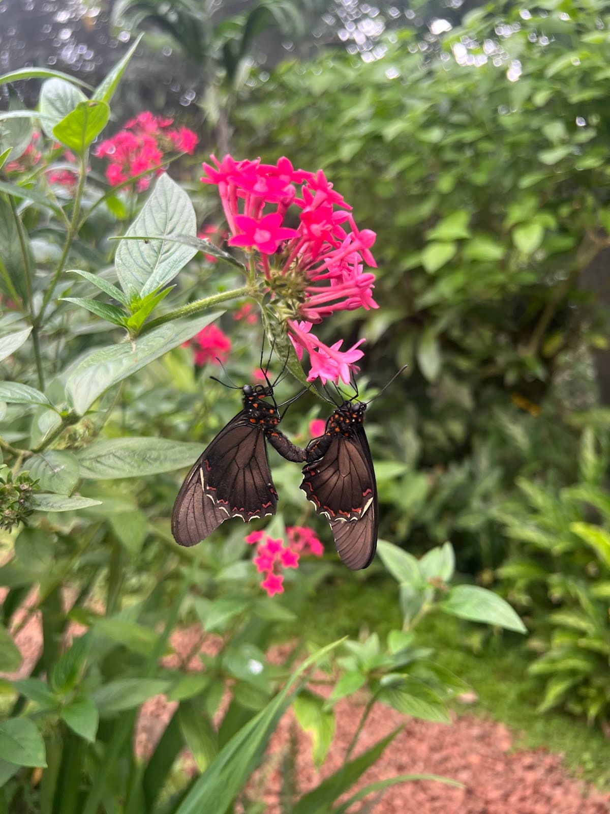 Spirogyra Butterfly Garden