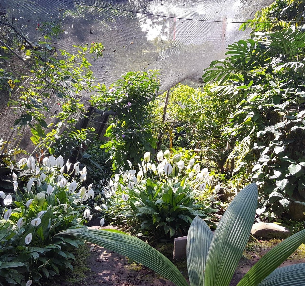 Spirogyra Butterfly Garden