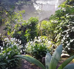 Spirogyra Butterfly Garden