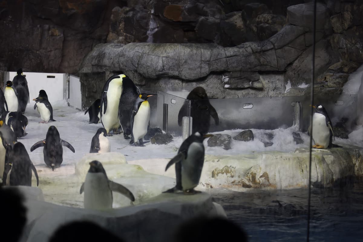 Penguin Encounter